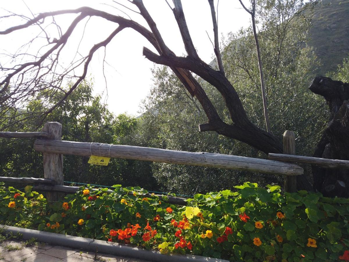 Il Mandorlo Villa อามันเตีย ภายนอก รูปภาพ